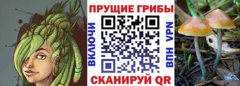 Галлюциногенные грибы Psilocybine cubensis  магазин продажи   Соликамск 